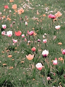 Polska: piękne, różnorodne tulipany kwitnące w trawie (fot. RK)