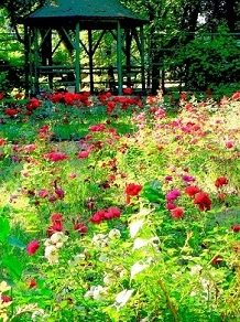 Polska: fotografia kwitnących róż w ogrodzie botanicznym w Krakowie (fot. RK)