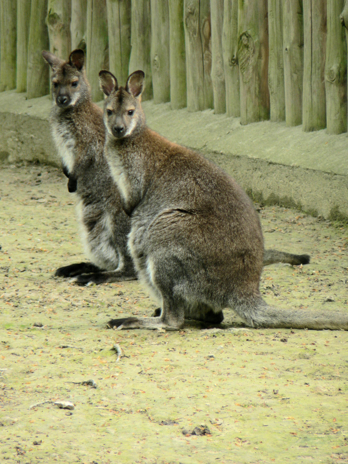 Zdjęcie kangurów (fot. RK)